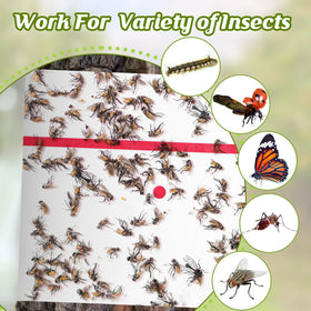 Qualirey thick-glue adhesive keeps insects captured on contact.