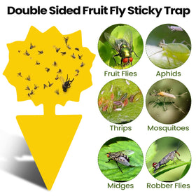 Qualirey traps with tulips offer visible pest control for small pots