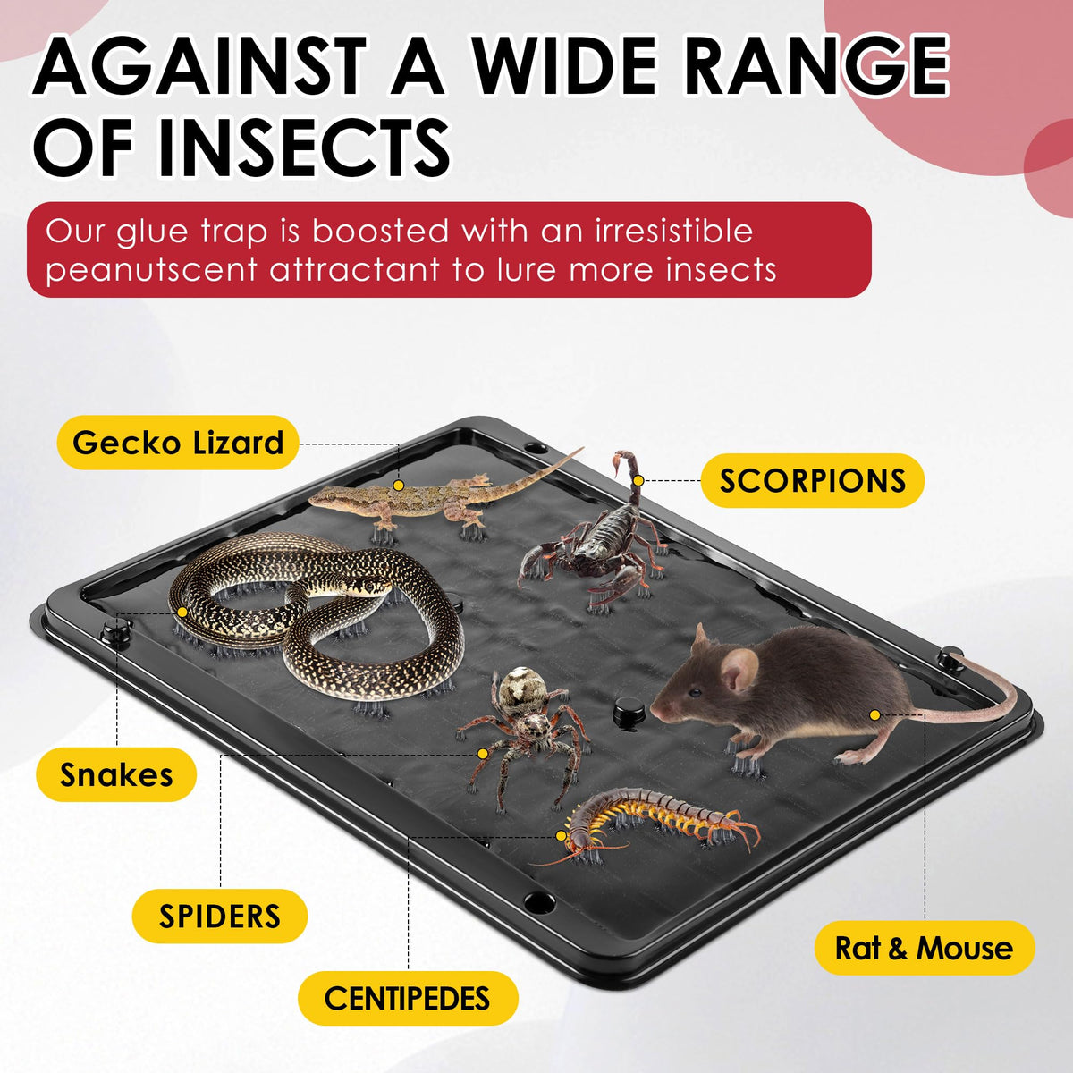 Qualirey heavy-duty tray glue trap viewed from the side for durability
