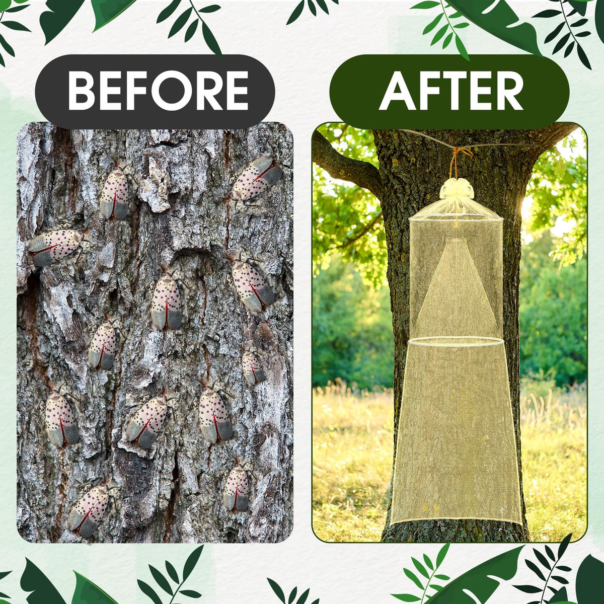 Qualirey multiple traps installed in a yard protecting trees across a landscape