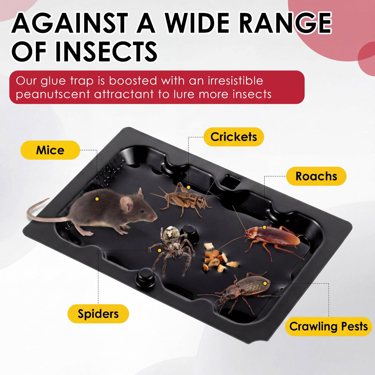 Qualirey non-toxic glue traps designed for safe homes with children and pets.