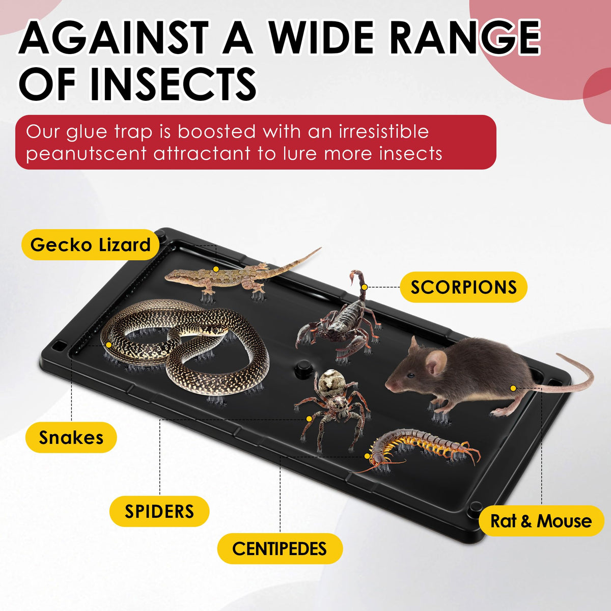 Qualirey non-toxic glue trap safe for families and indoor use.