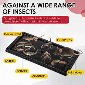 Qualirey non-toxic glue trap safe for families and indoor use.
