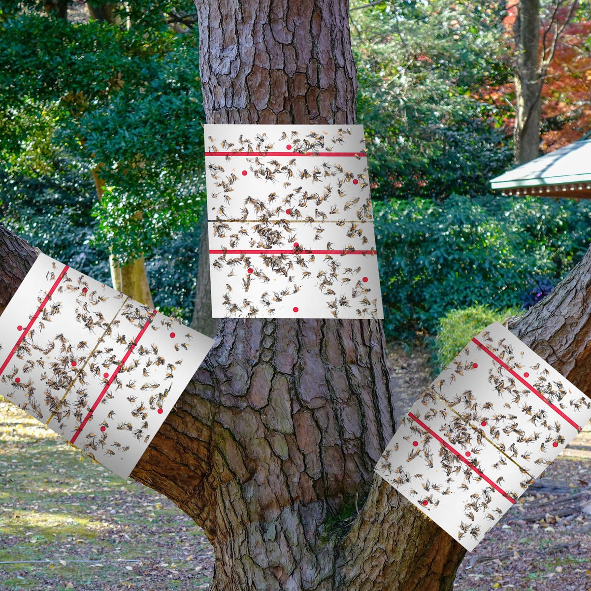 Qualirey trunk-wrap trap ensures easy application around tree trunks.