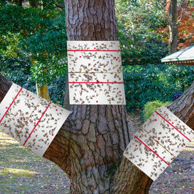 Qualirey trunk-wrap trap ensures easy application around tree trunks.