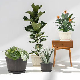Quarut indoor-outdoor planter on a windowsill showcases plants with ease