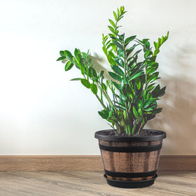 Quarut wine-barrel design planters ideal for herbs and small plants.