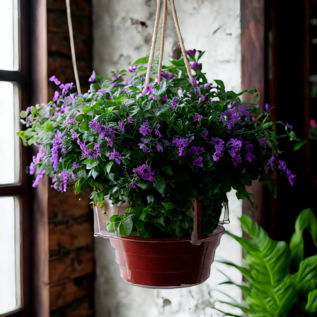 Quintriae clear tray helps monitor water levels for plants.