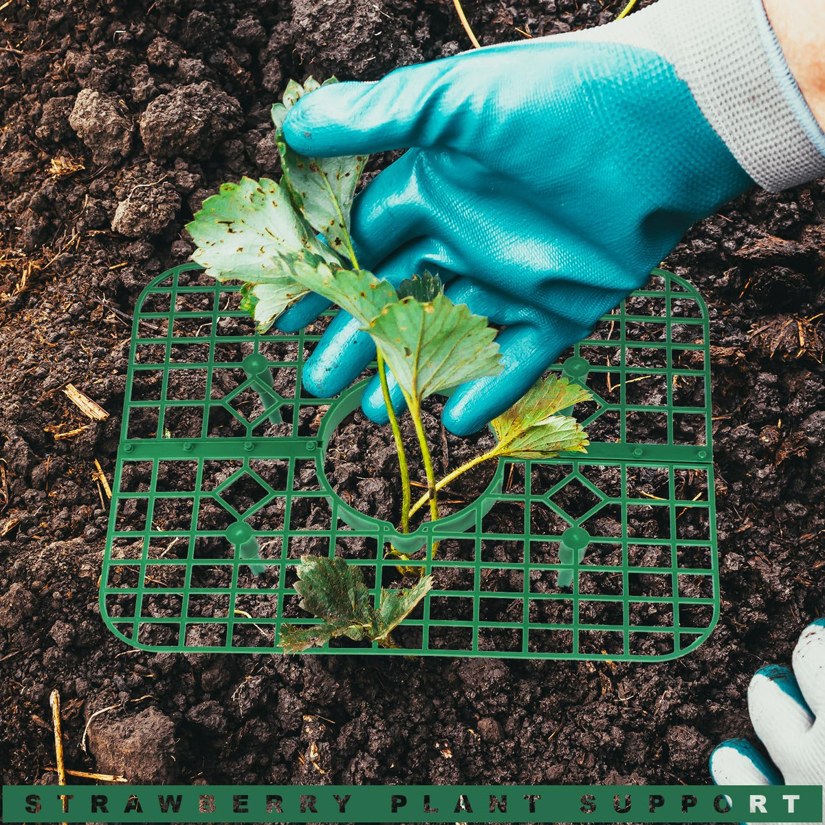 Qumenan strawberry support keeps leaves dry and fruit clean during growth.