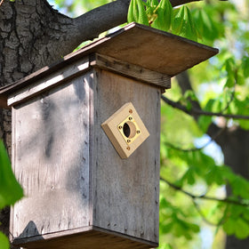 Qunclay bluebird house opening protector helps safeguard nesting sites.