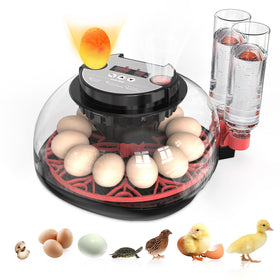 QVKHPCL incubator with 12-egg capacity and digital display for precise monitoring.