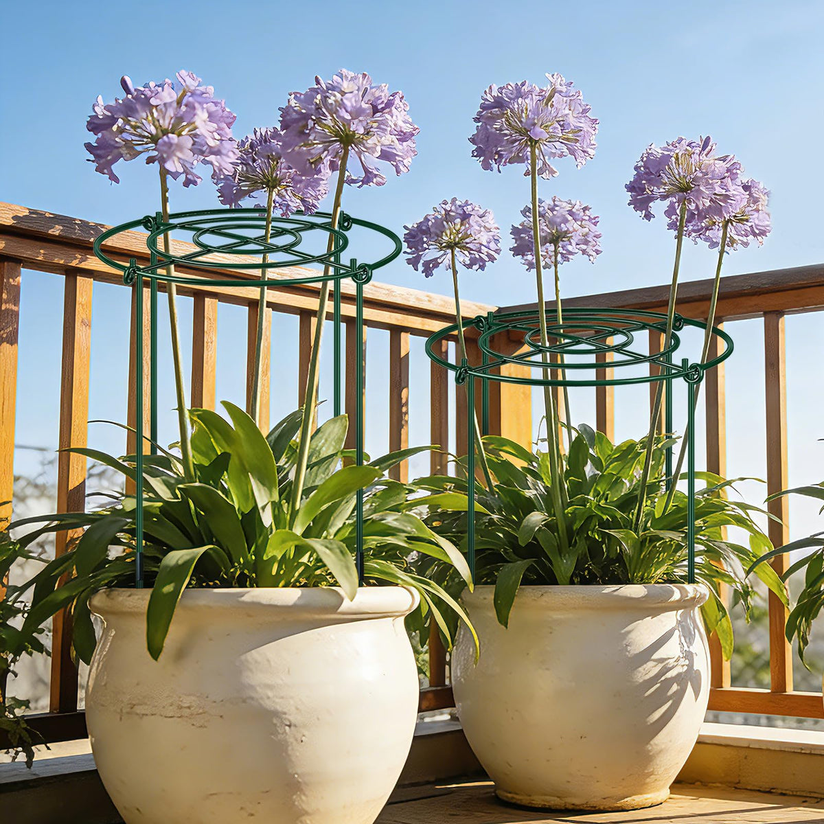 QwayHome rose tomato hydrangea support keeps blooms tidy and upright.