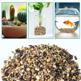 Indoor gardens and rooftop planters enjoy easy care and long-lasting color.