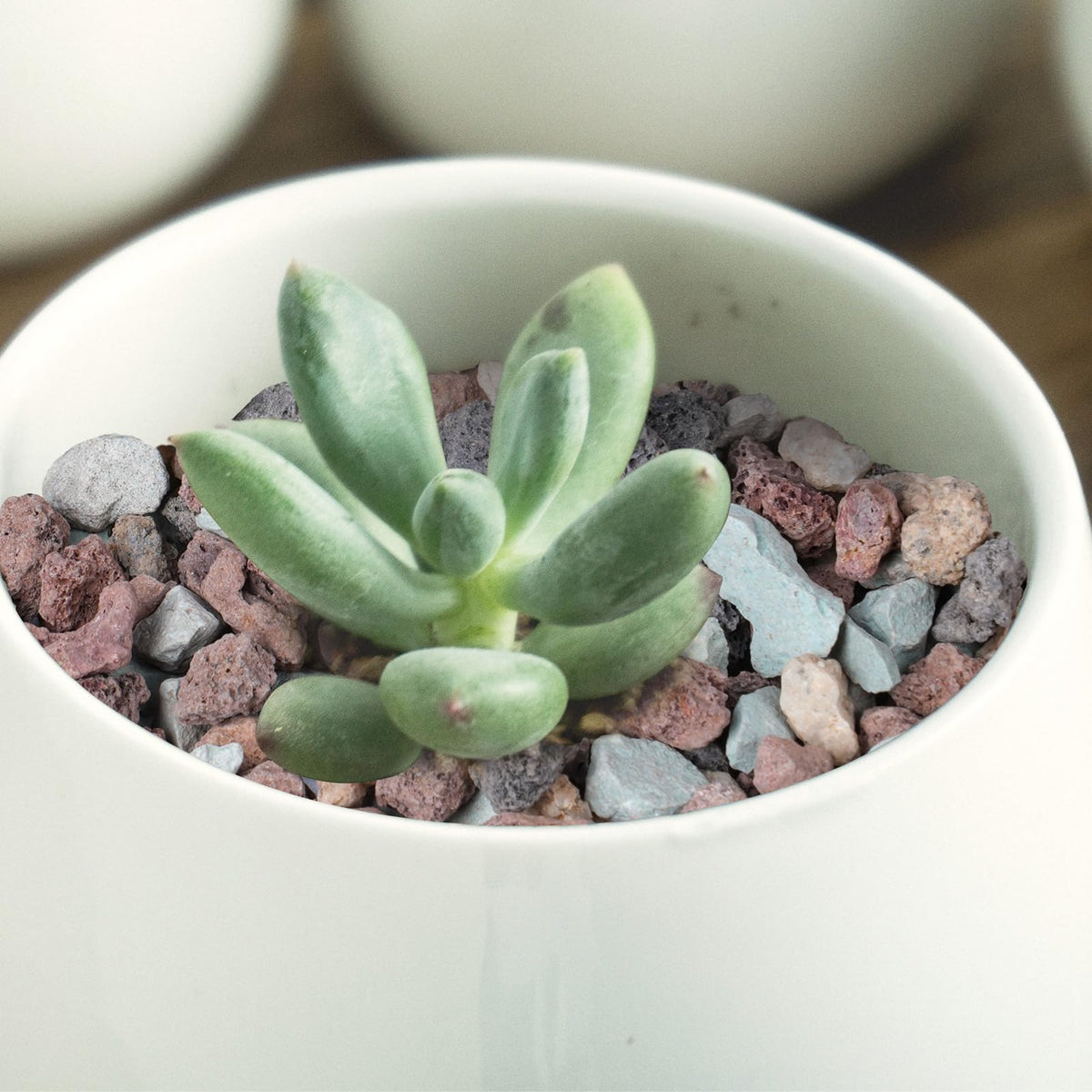 Rahato lava rocks support drainage and aeration to prevent soil pooling.