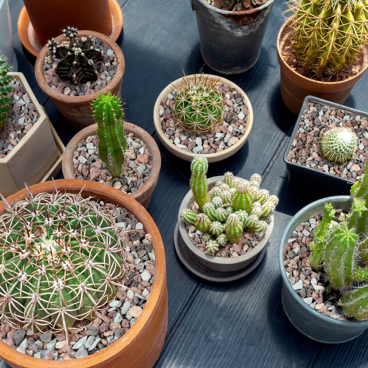 Rahato lava rocks for succulents and cacti bed improves moisture balance.