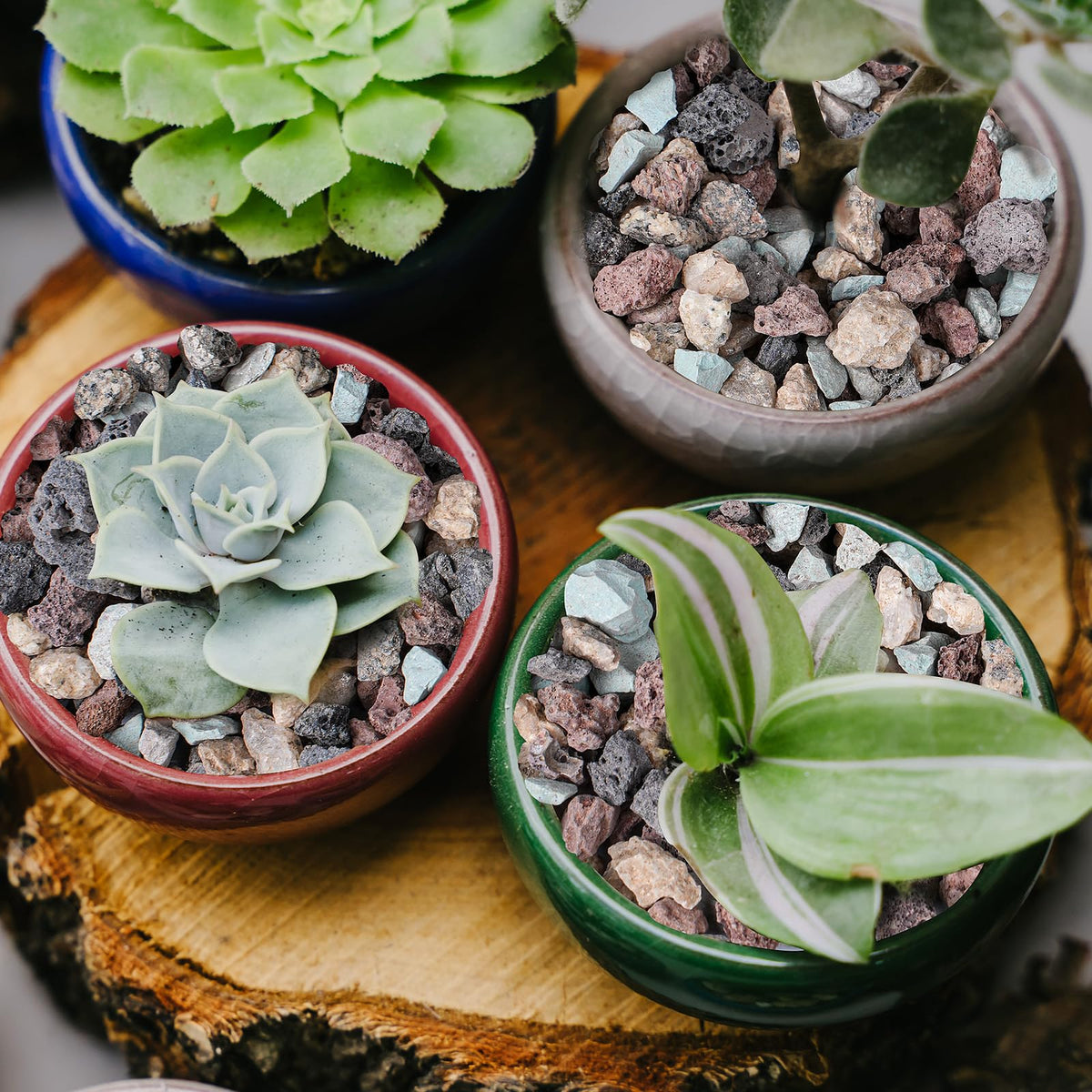 Rahato lava rocks in a terrarium scene with natural texture and color.