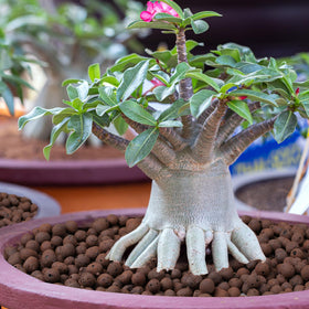 Rahato LECA orchid potting 4-16mm supports robust orchid root growth.