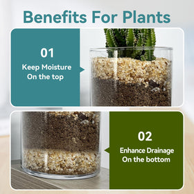 Rahato silica sand for terrariums adds decorative contrast while supporting healthy rooting.