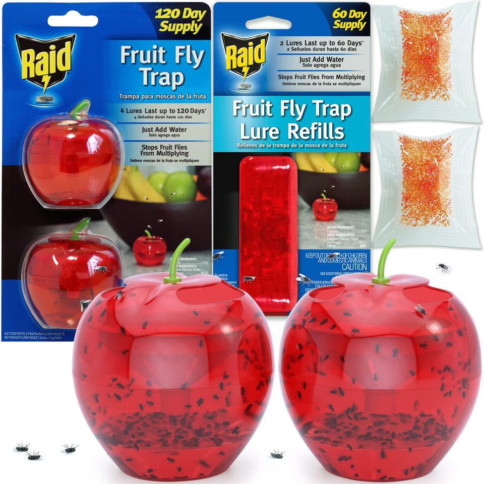Raid Fruit Fly Traps indoors with an apple design catching flies in the kitchen.