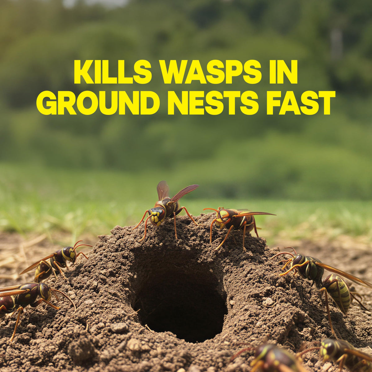 Raid Outdoor Wasp Nest Killer perimeter treatment reduces colony activity around outdoor spaces.