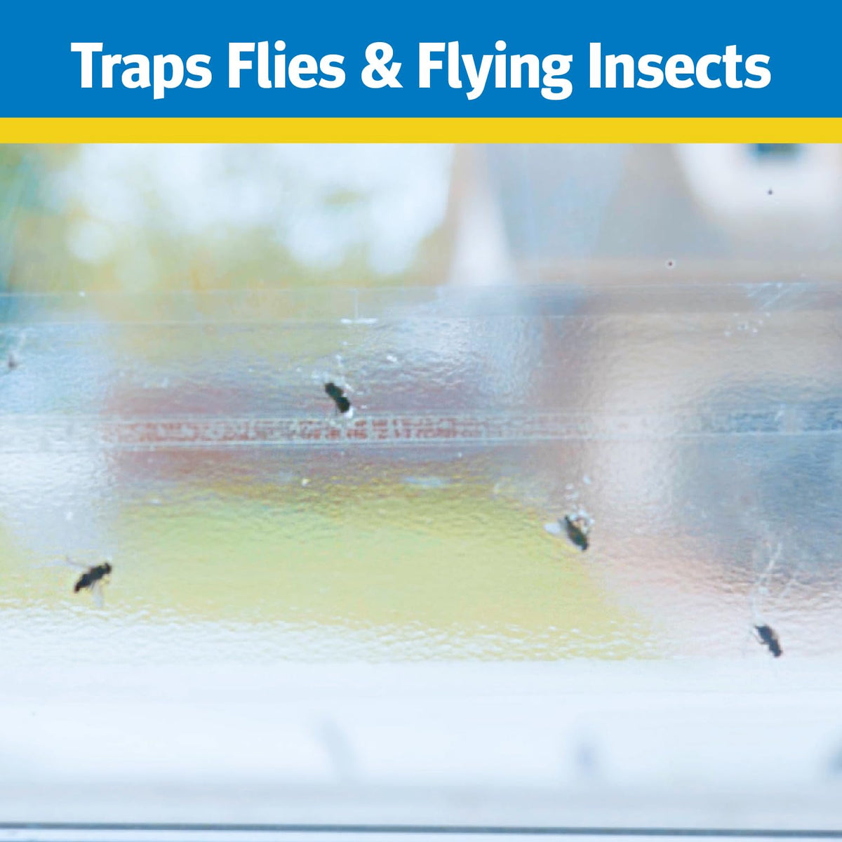 Raid Window Fly Trap on kitchen window highlights clear, non-marking glass compatibility.