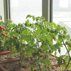 RAIKEDR garden stake set helps plants grow straight.