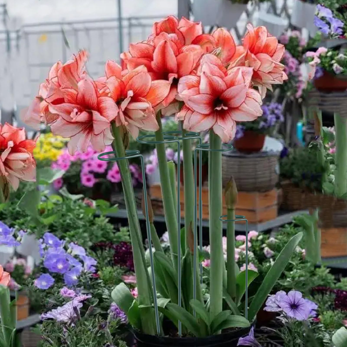RAIKEDR flower tomato support keeps blooms neat and upright.