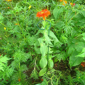 RAIKEDR green-coated steel stake supports flowering stems without bending.