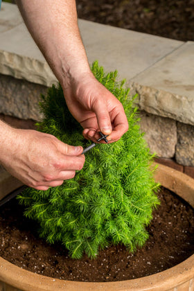 Rain Bird 1.0 GPH emitter; balanced flow for mid-size beds.