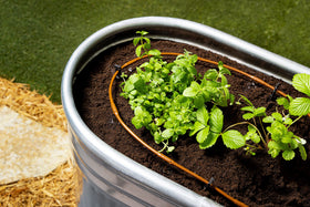 Rain Bird GardenKit distribution tubing shows easy delivery to multiple garden zones.