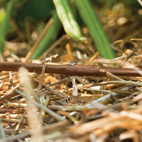 Rain Bird GardenKit emitter tubing ensures even root watering across beds.