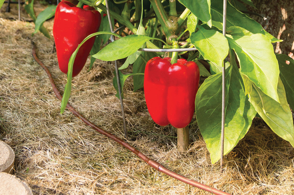 Rain Bird GardenKit tubing installation works on soil or buried lines.