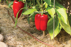 Rain Bird GardenKit tubing installation works on soil or buried lines.