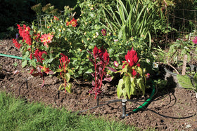 Rain Bird SWDMSPKIT spot emitter provides precise moisture for small plants.