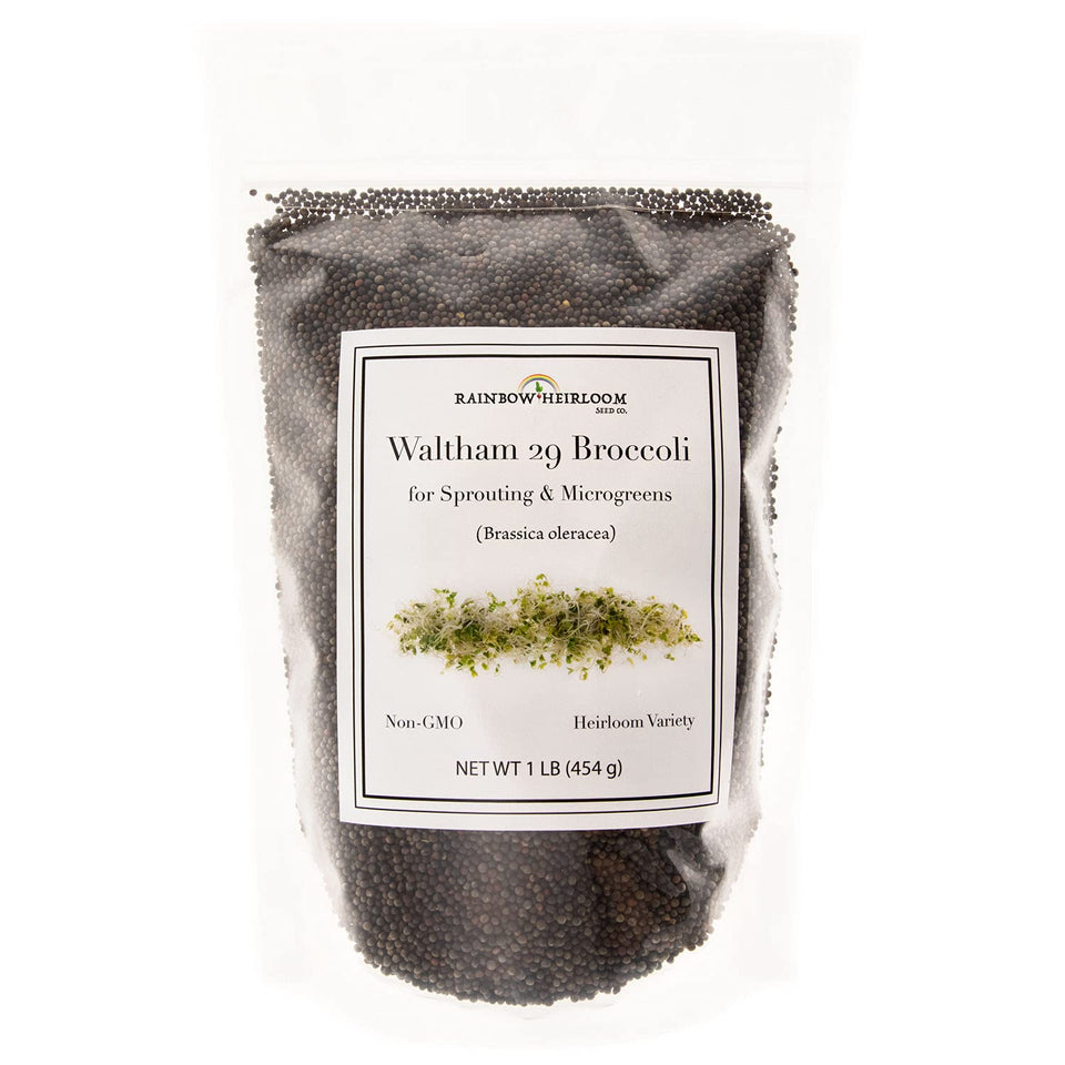 Rainbow Heirloom Seed Co. broccoli sprouts bag on counter, ideal for fresh home greens.