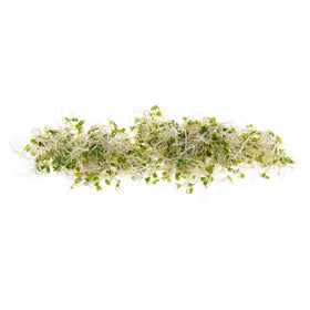 Rainbow Heirloom Seed Co. germination-friendly setup, easy sprouting at home.