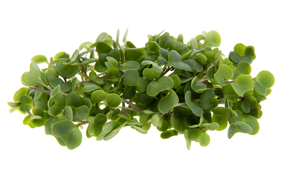 Rainbow Heirloom Seed Co Michihili cabbage microgreens tray vibrant greens