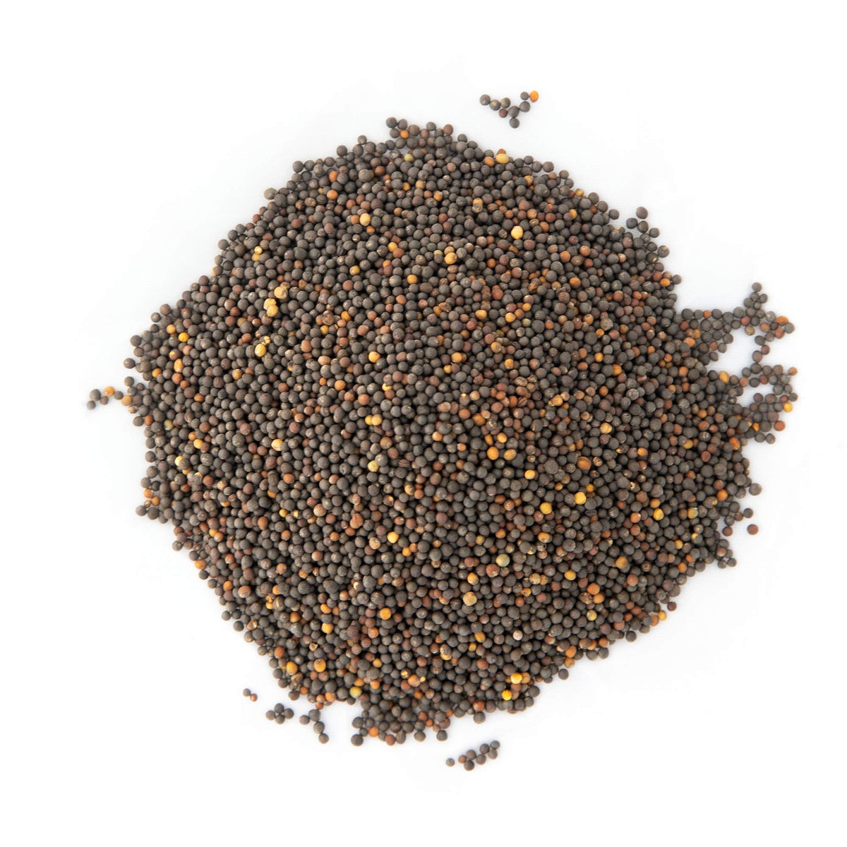 Rainbow Heirloom Seed Co. Premier kale seeds ideal for home sprouting.