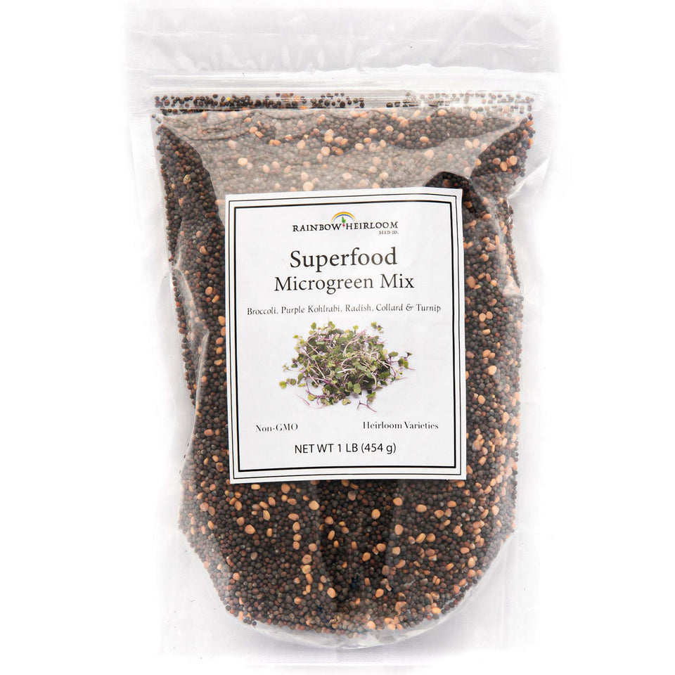 Rainbow Heirloom Seed Co. Purple Kohlrabi sprouts add color and crunch to fresh microgreens.