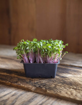 Rainbow Heirloom Seed Co. Purple Triton radish seeds close-up for zesty microgreens