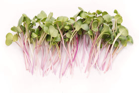 Rainbow Heirloom Seed Co. Red Arrow radish seeds close-up for crisp sprouts