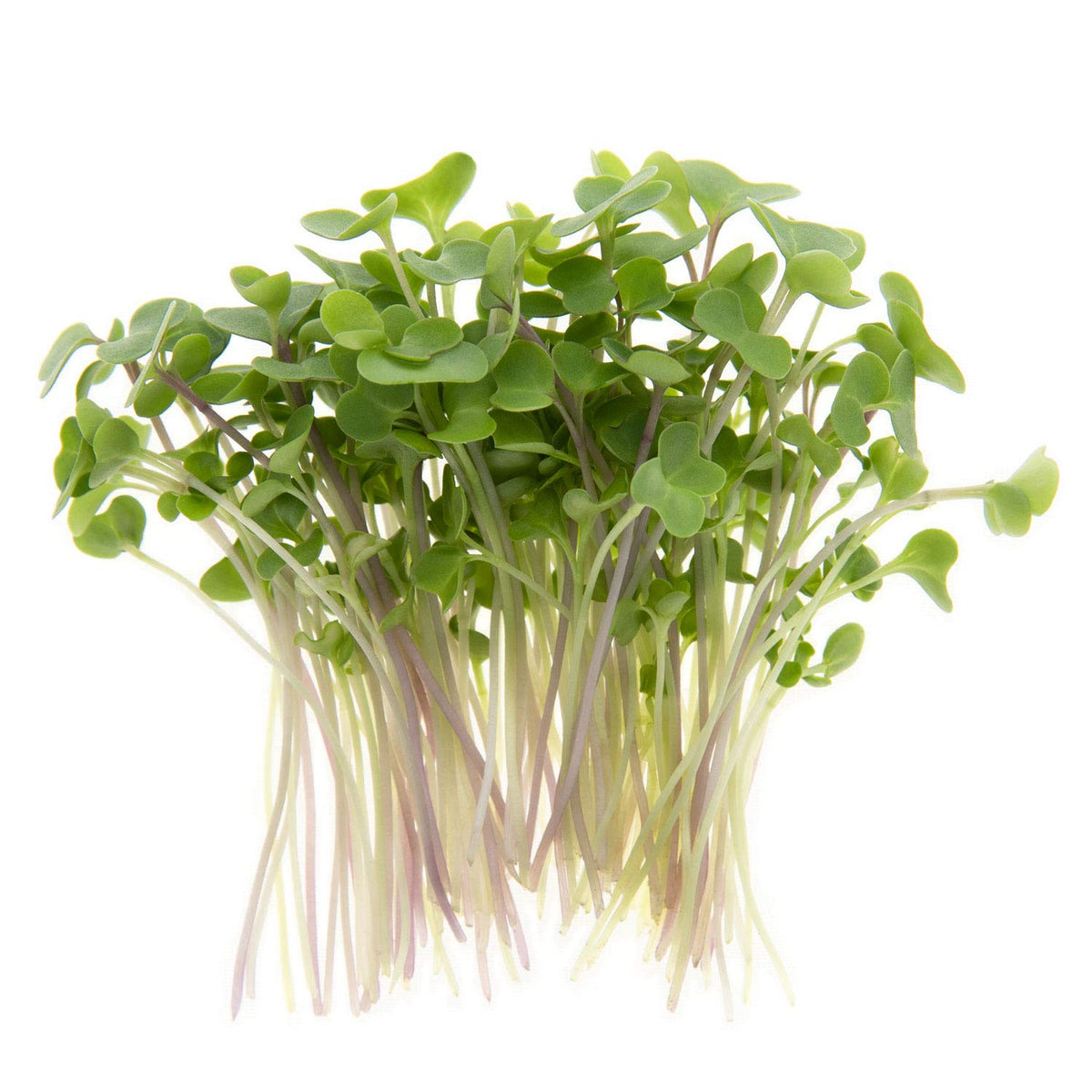 Rainbow Heirloom Seed Co. Red Russian kale seeds for mild, flavorful sprouts.