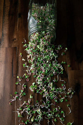 Rainbow Heirloom Seed Co. Sprout jar demonstration for easy rinsing sprouts