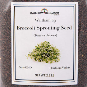Rainbow Heirloom Seed Co broccoli seeds closeup prompts reliable germination for sprouts