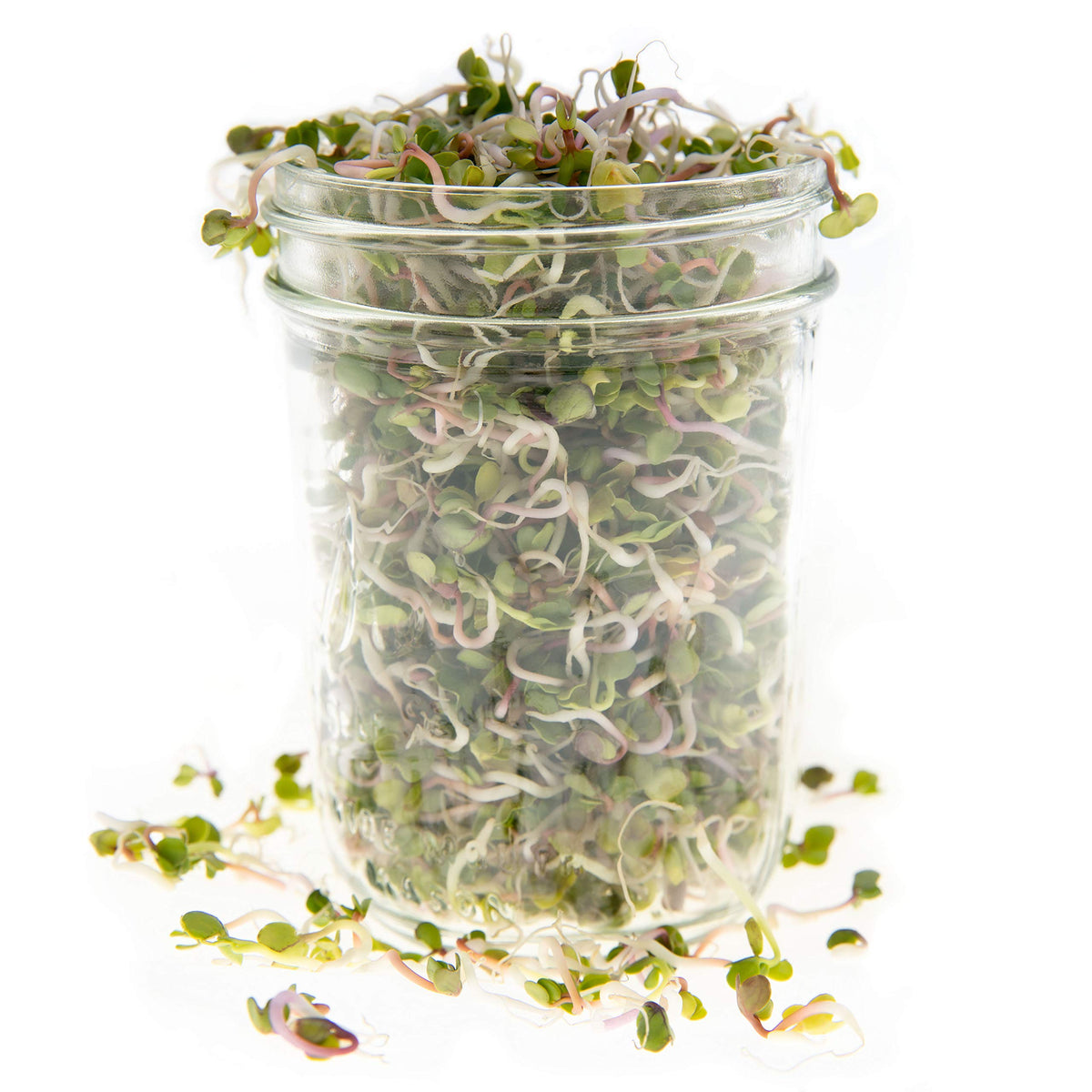 Rainbow Heirloom Seed Co. Sprouting tray with microgreens ready to harvest