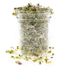 Rainbow Heirloom Seed Co. Sprouting tray with microgreens ready to harvest