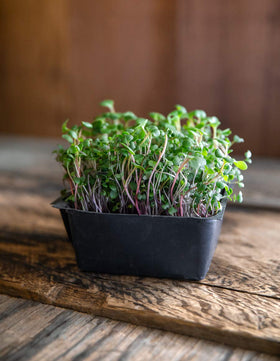 Rainbow Heirloom Seed Co. Turnip sprouts offer mild sweetness and crisp texture.