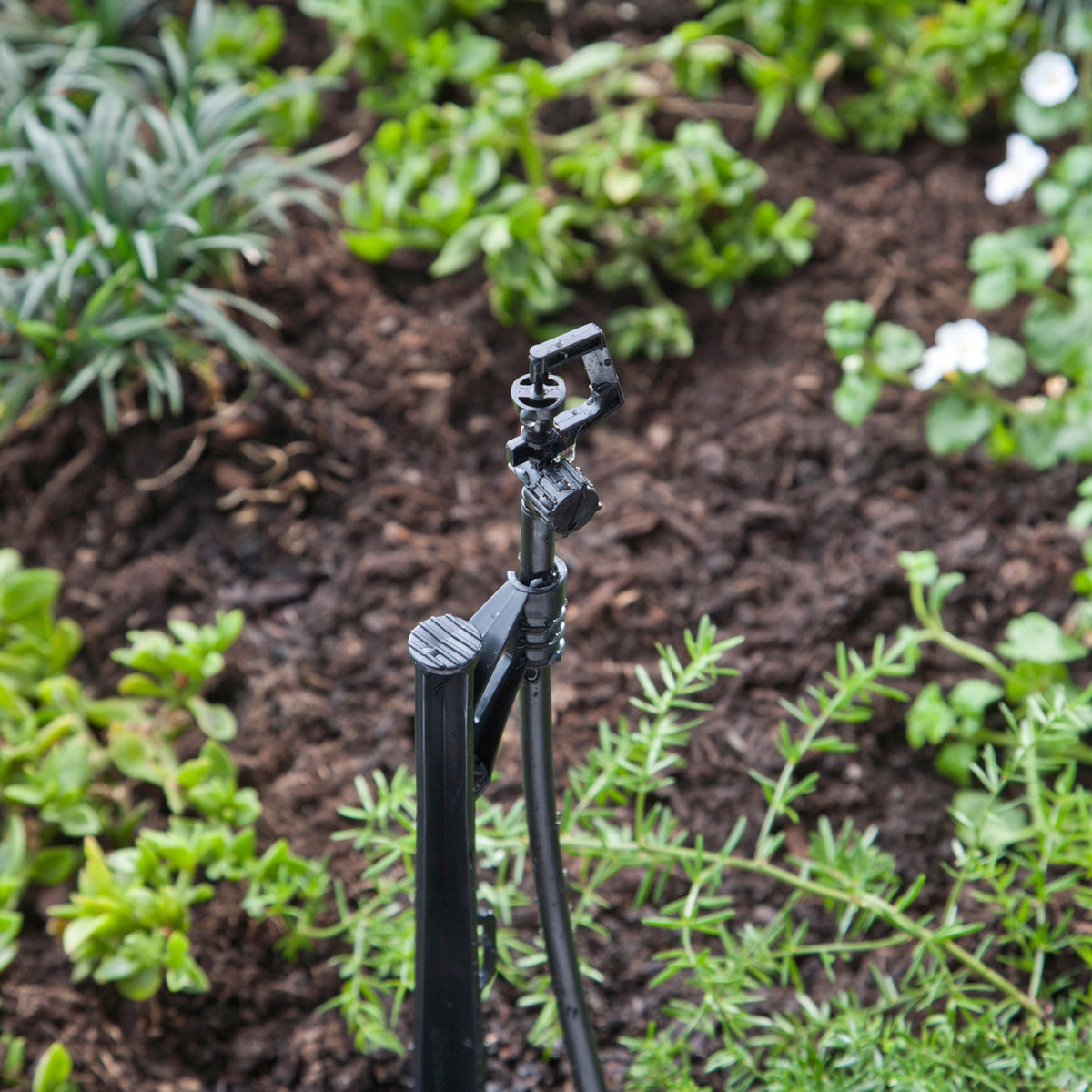 Raindrip A184010B rotary spray demonstrates even watering in flower beds.