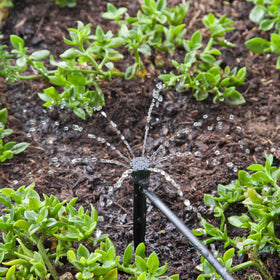 Raindrip groundcover watering setup demonstrates even moisture distribution.