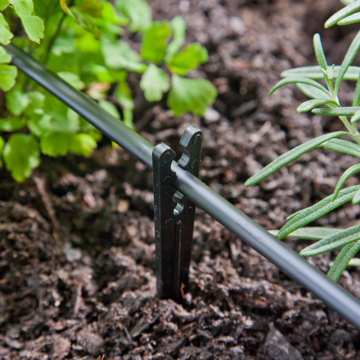 Raindrip stake installation demonstrates a simple setup to secure drip tubing.